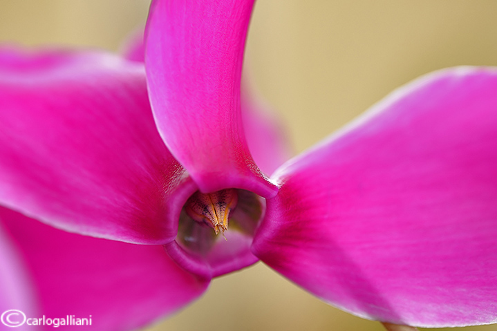 Cyclamen sp.