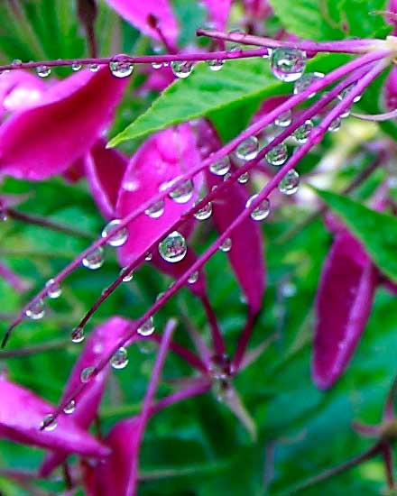Butchart Gardens
