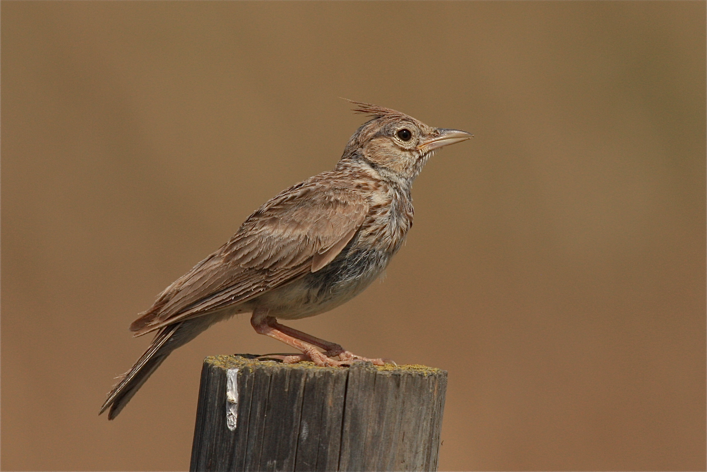 crested lark, spain