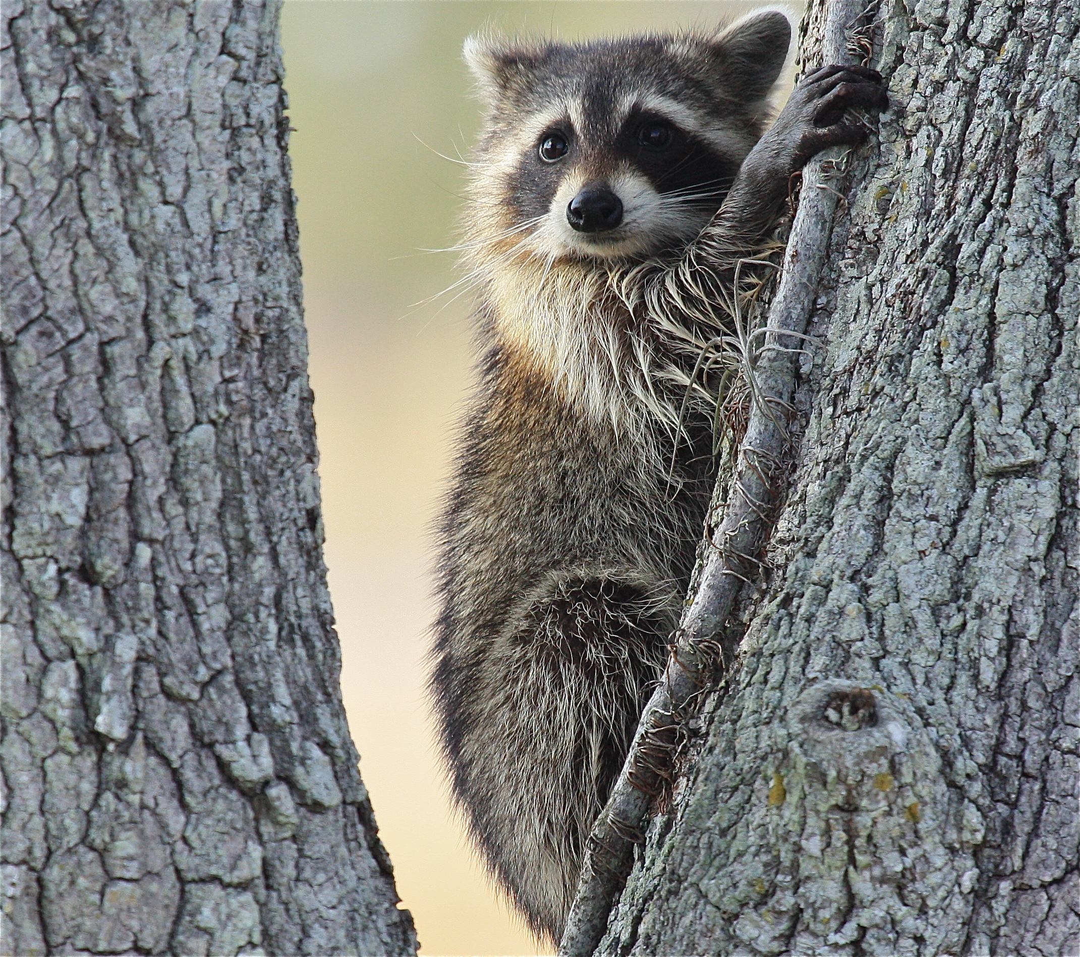 common raccoon