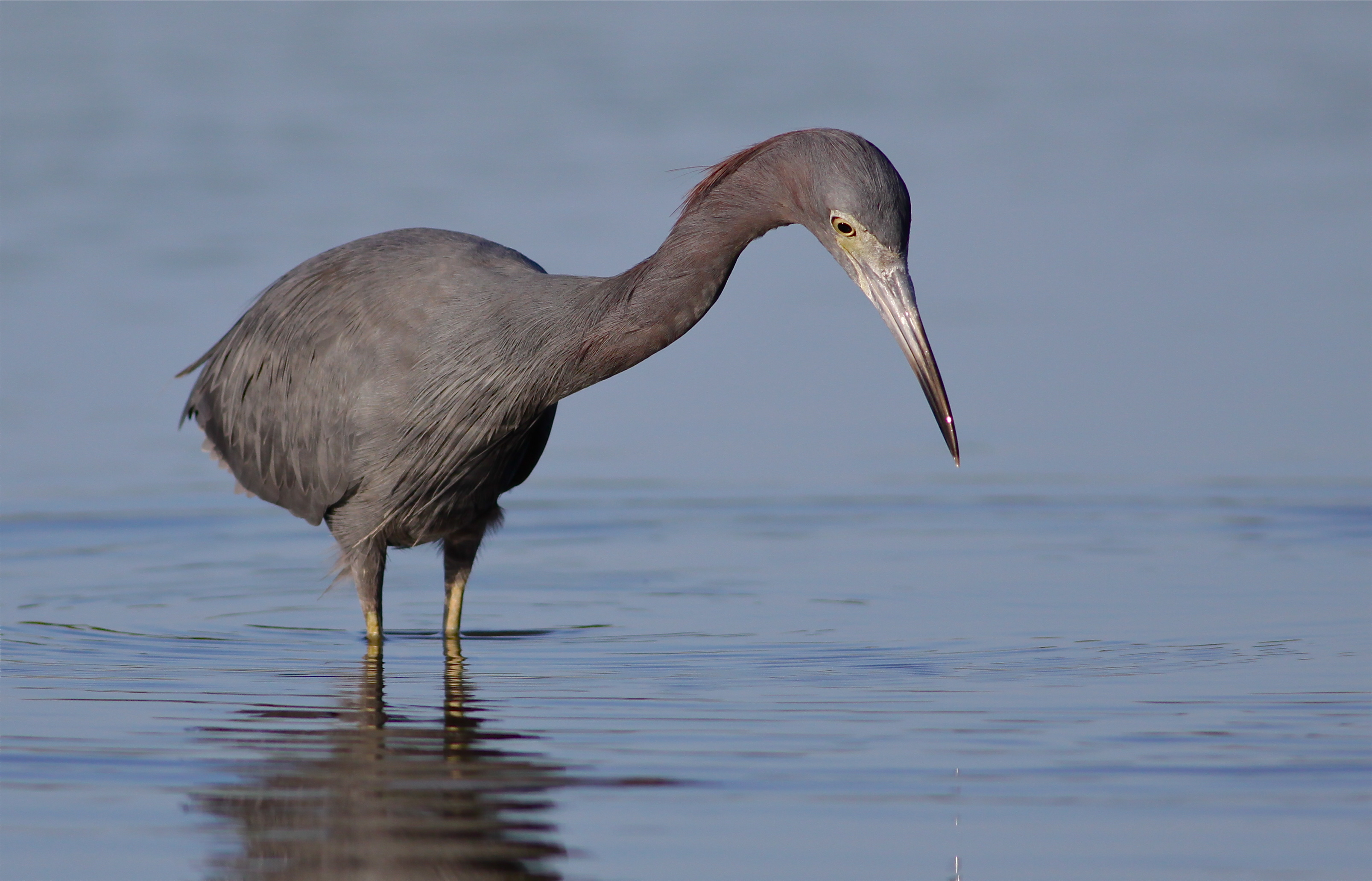 little blue heron