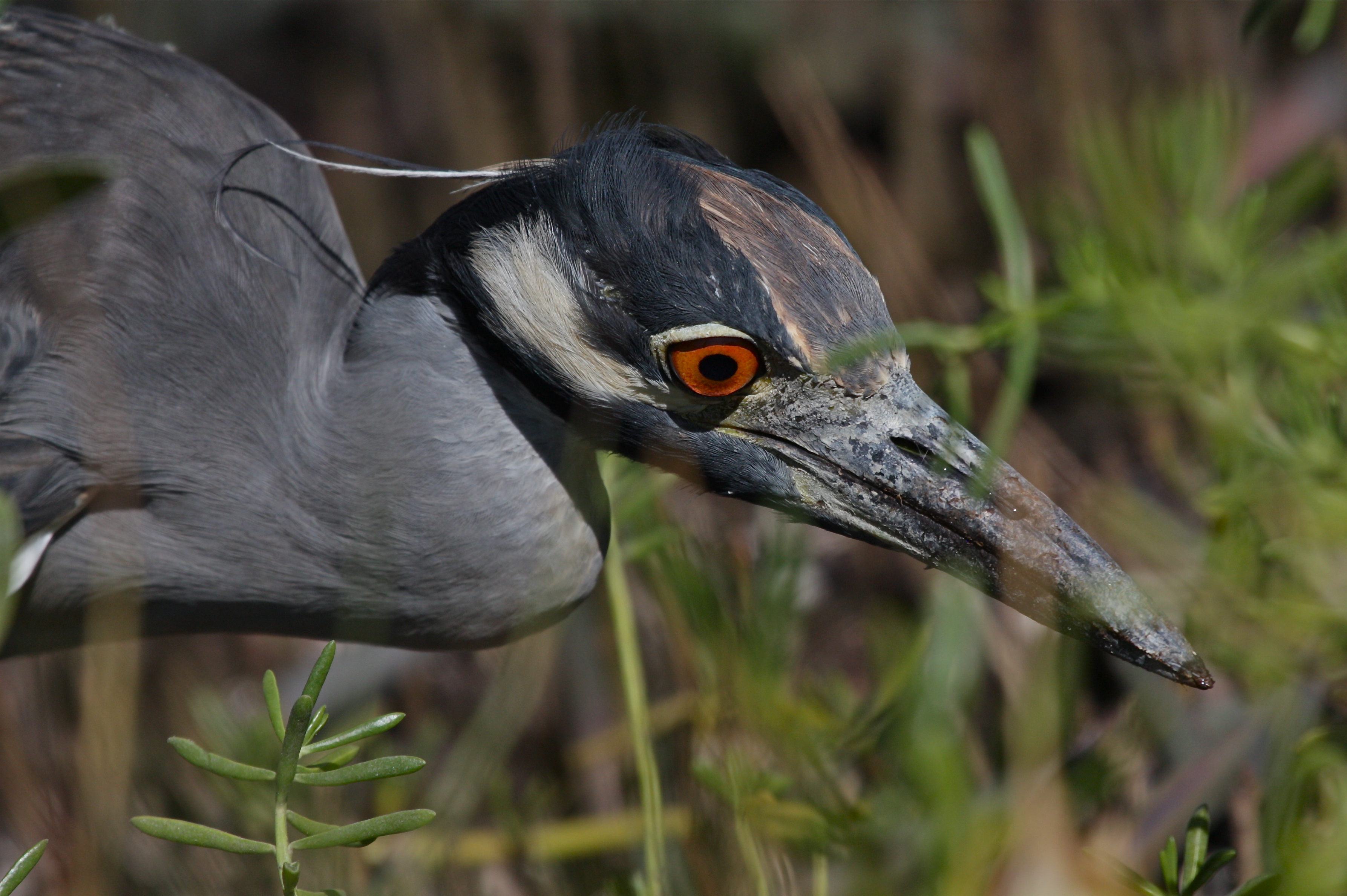 yellow-crowned night heron