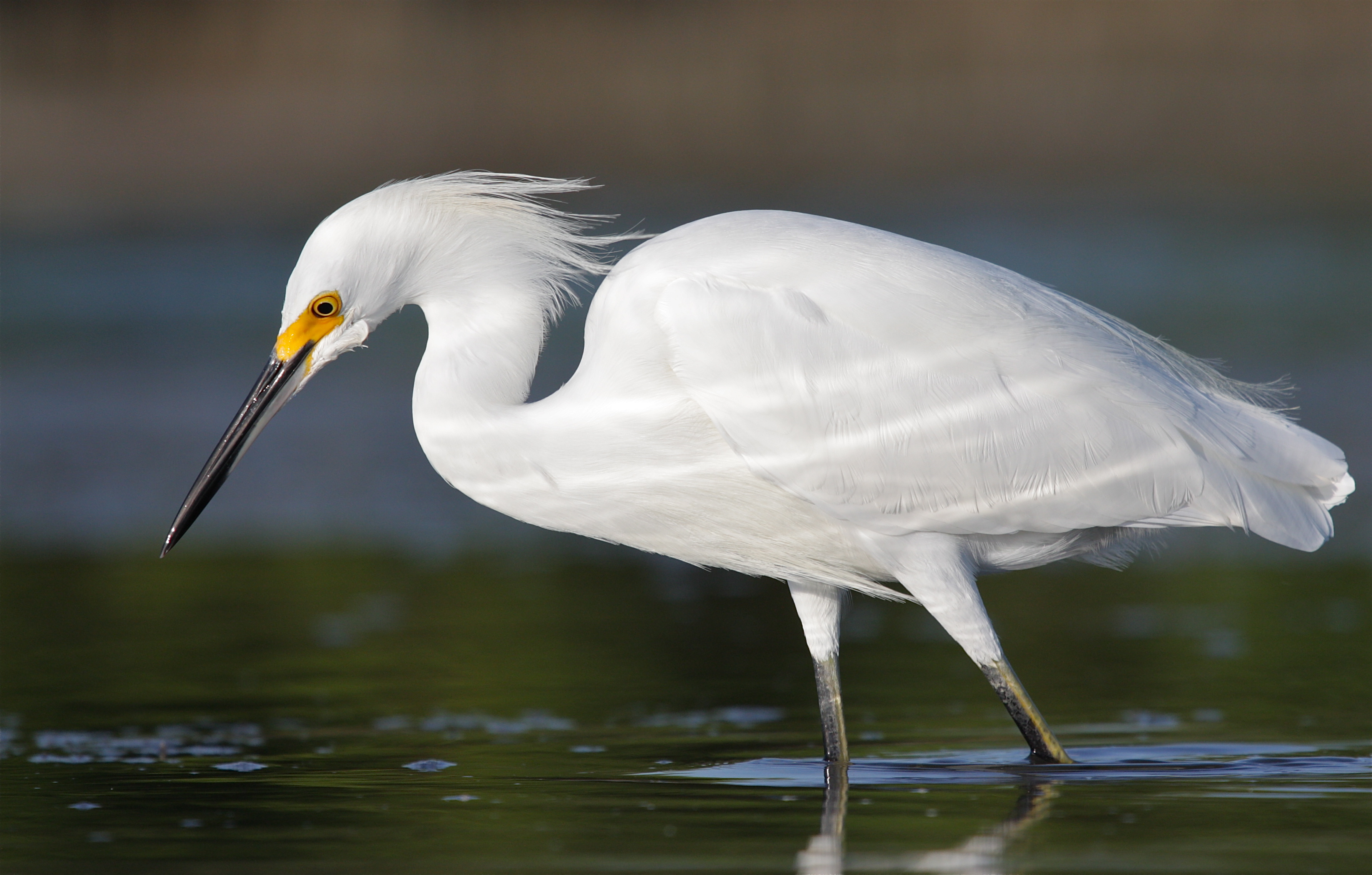 snowy egret