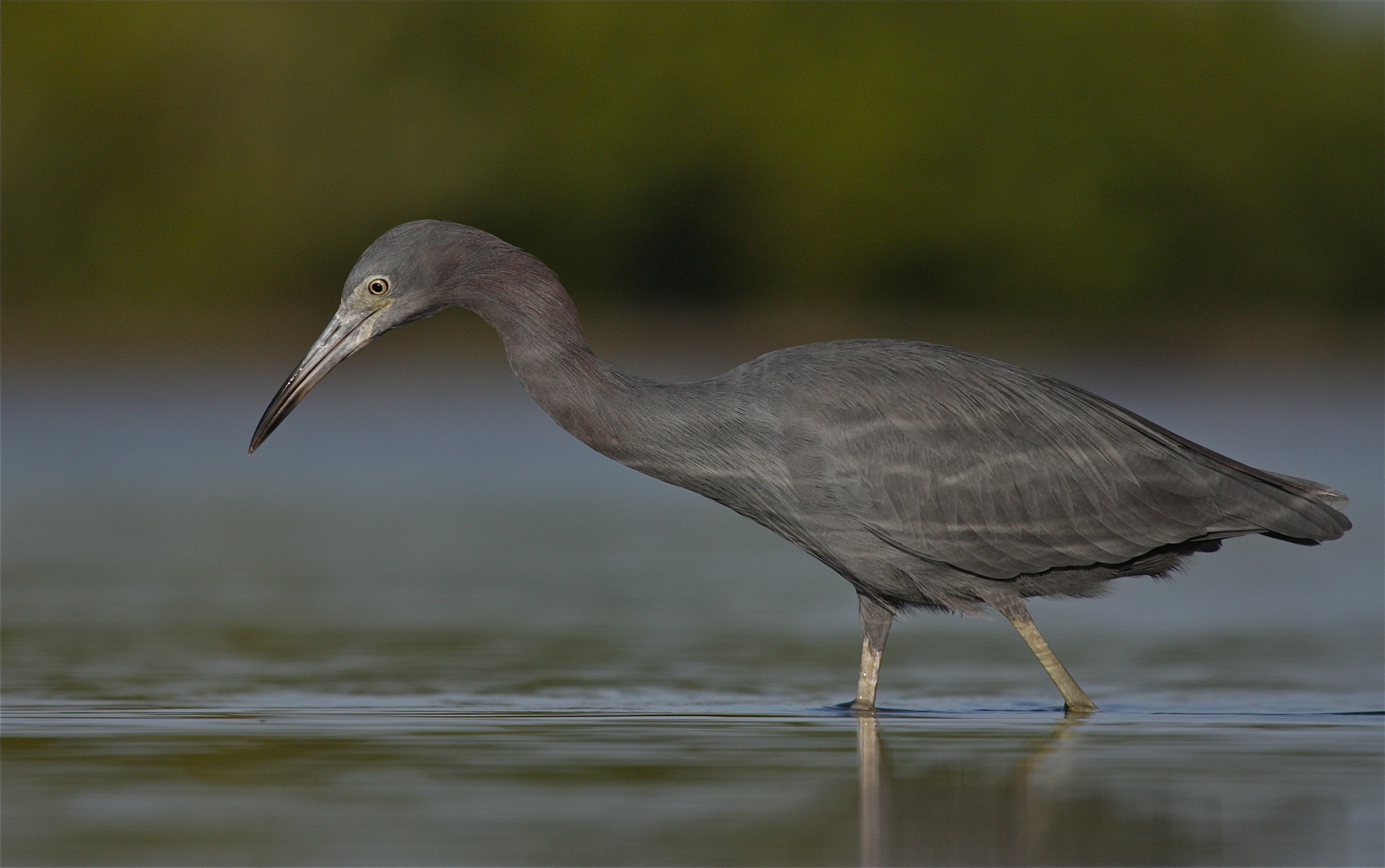 little blue heron