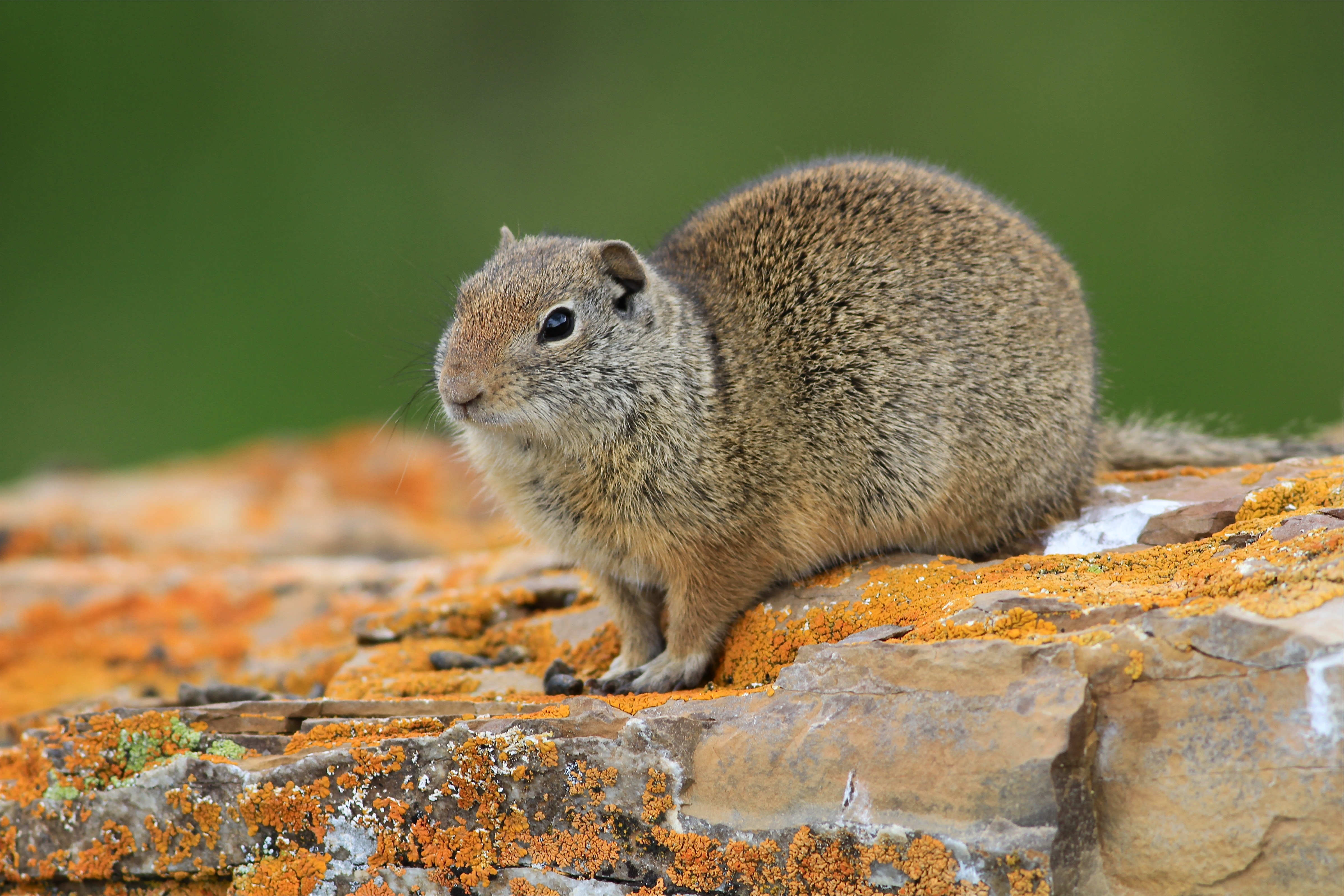  ground squirrel