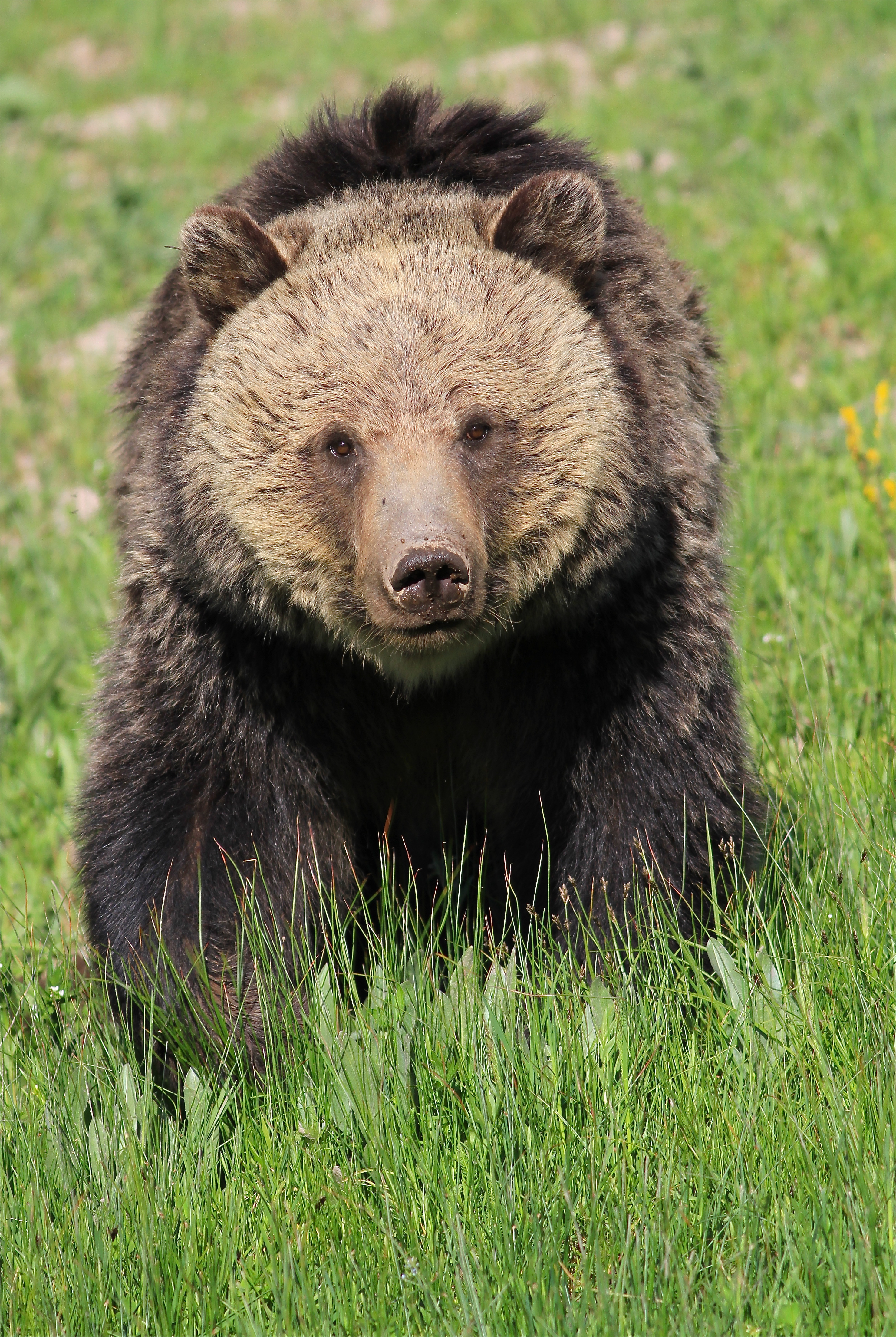 grizzly bear