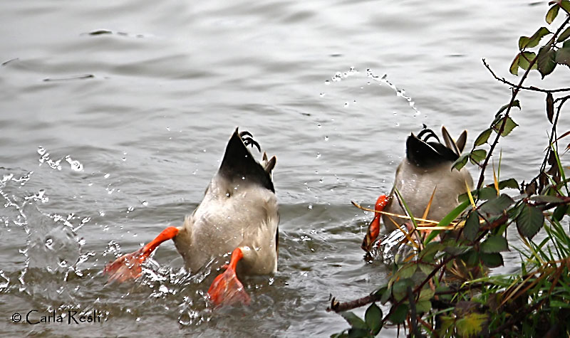 Bottoms UP!