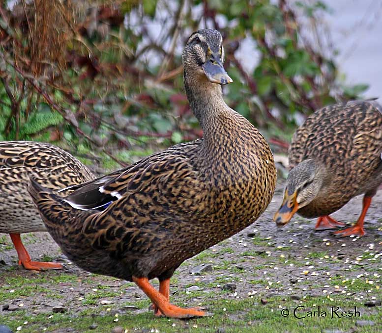 Arent I cute? ....quack.....quack....