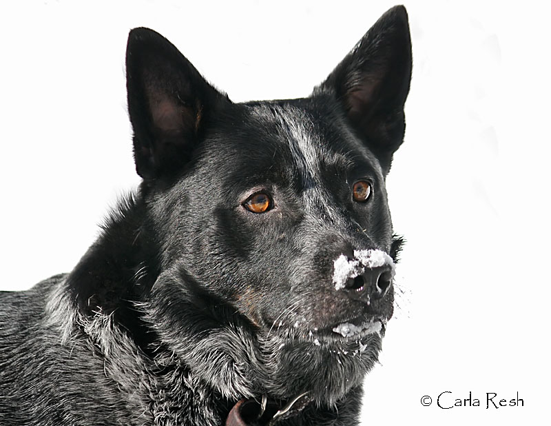 White Beard and Snow on the Nose
