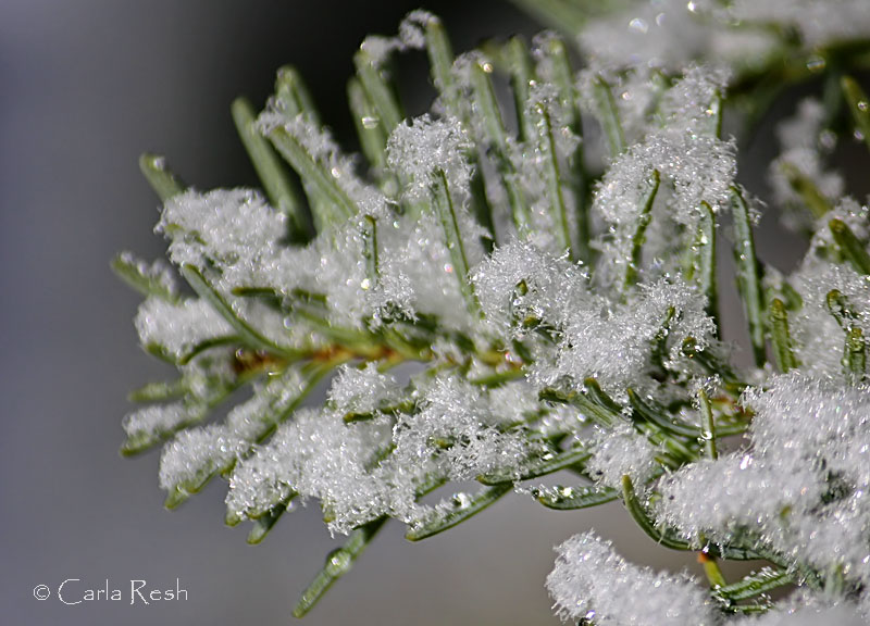 Snow Crystals