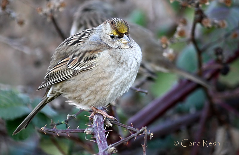 Gold Crowned Sparrow?
