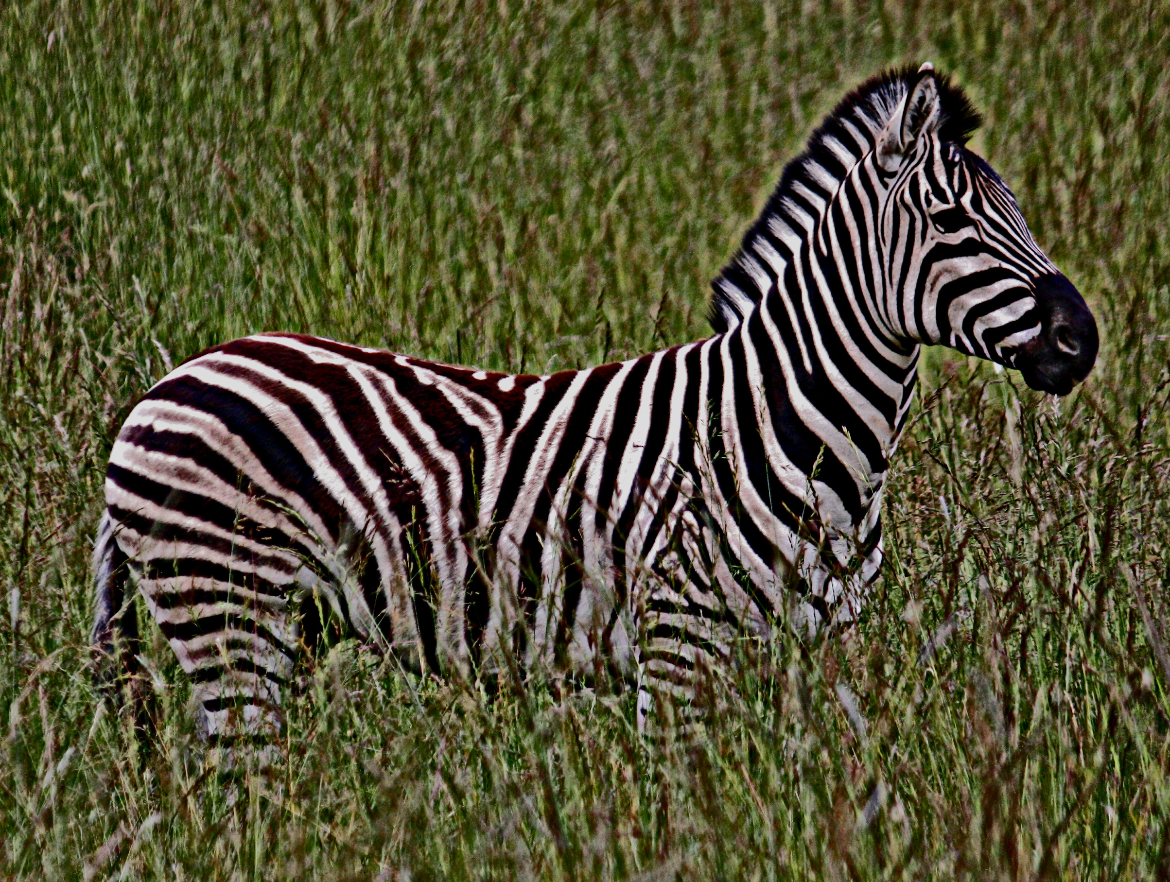 Zebra