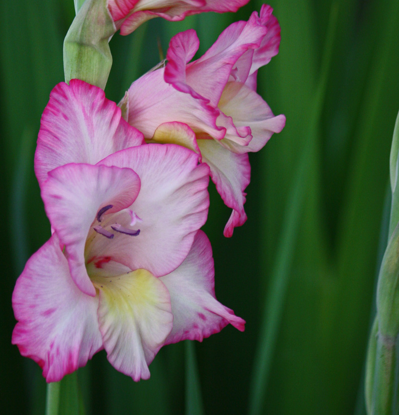Pink Glady...