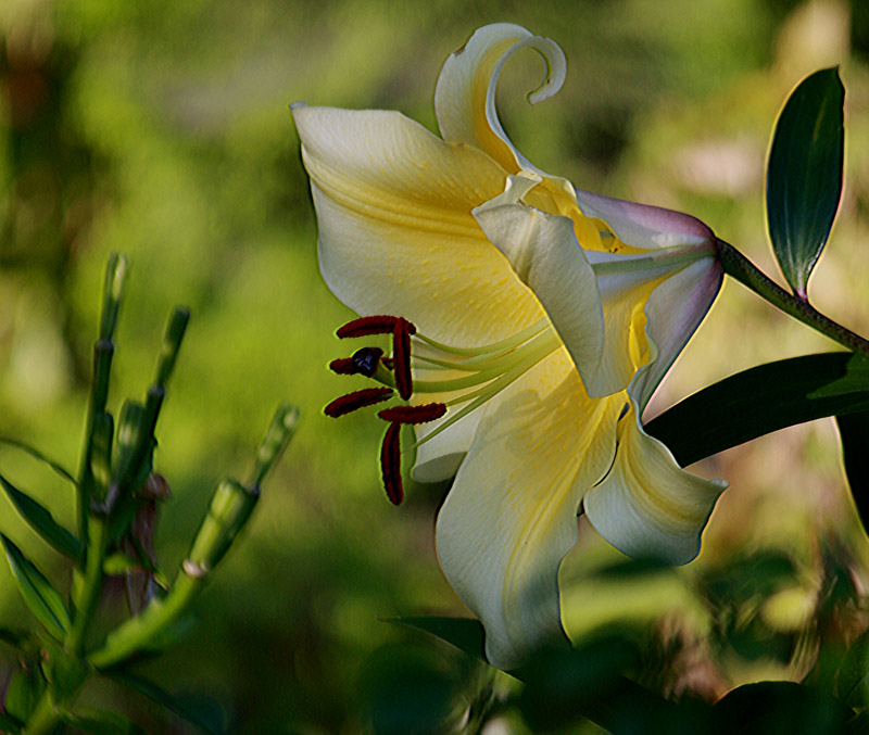 White Lily