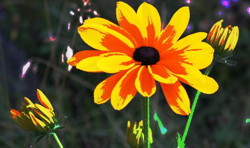 Yellow and Orange