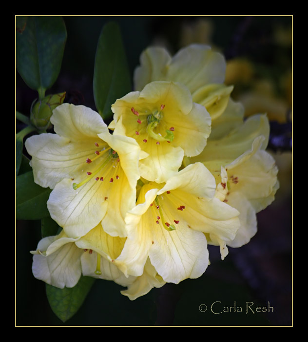 White Azalea