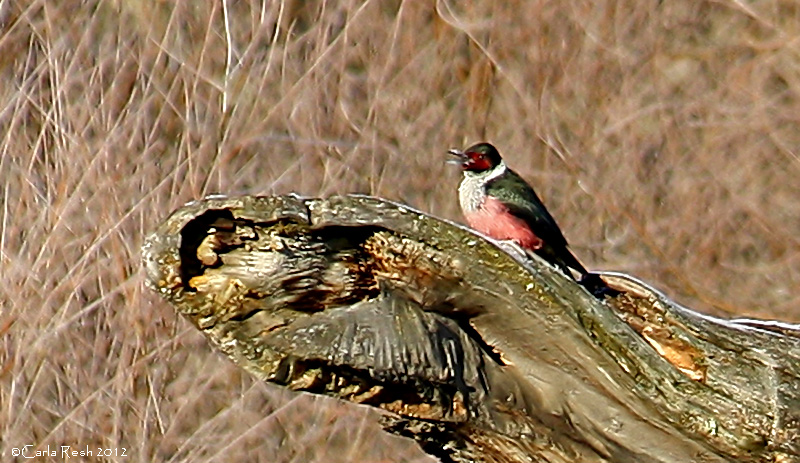 WoodPecker of some kind?