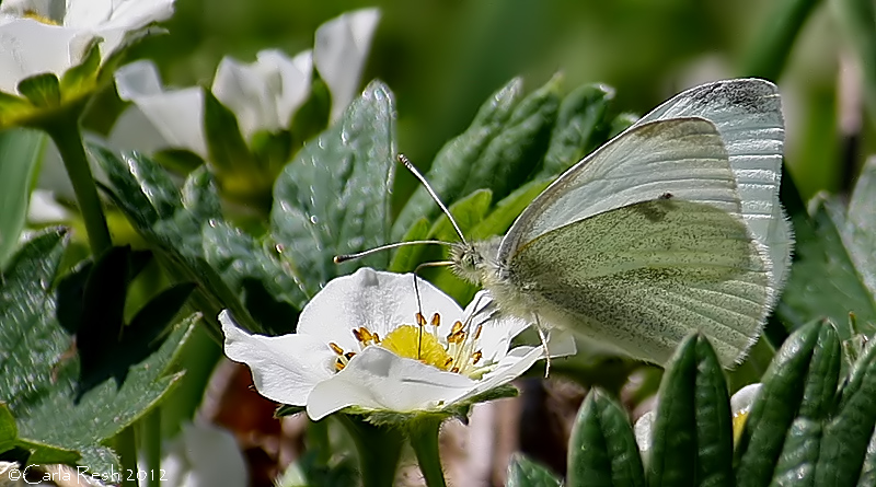 A Moth for May