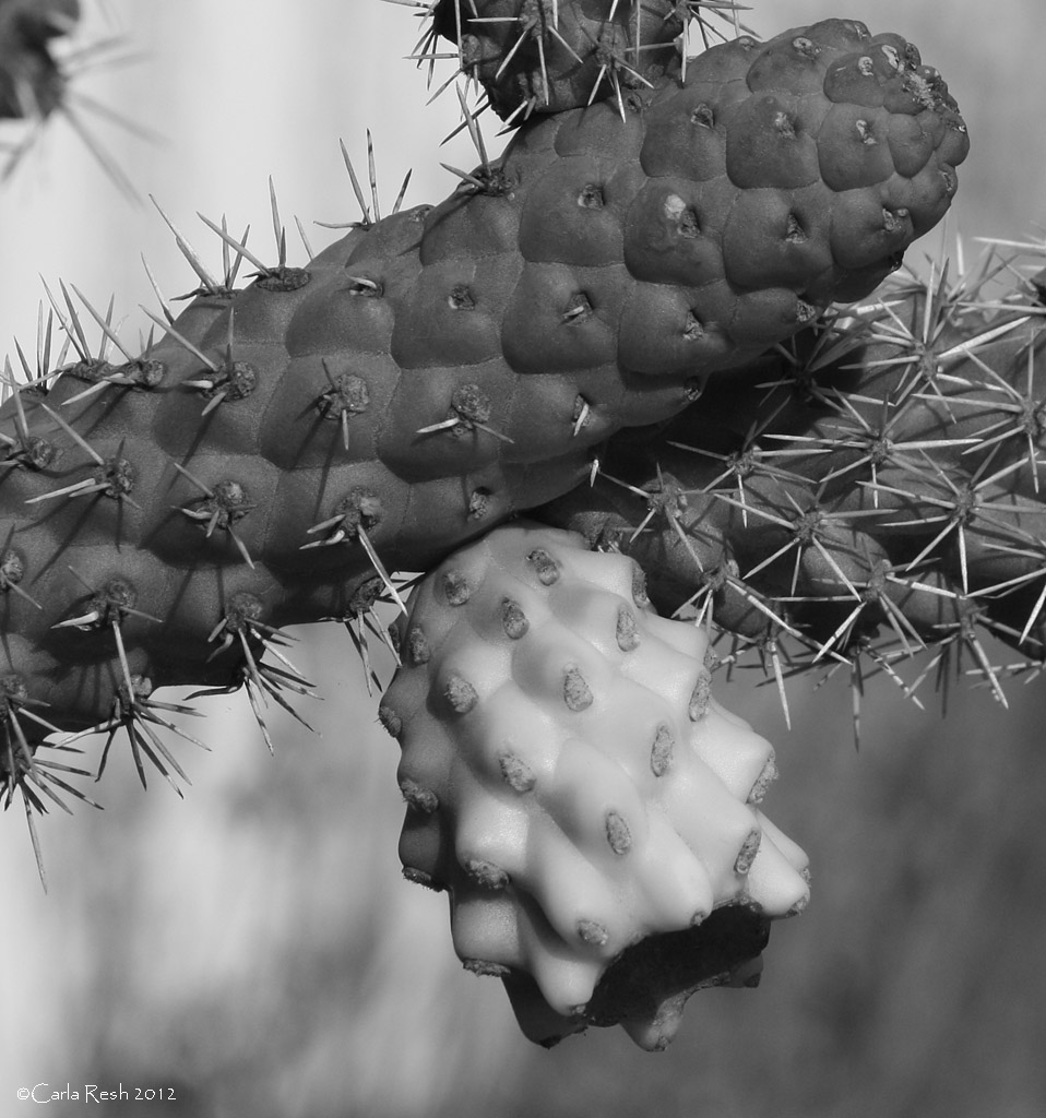 Cactus Plant
