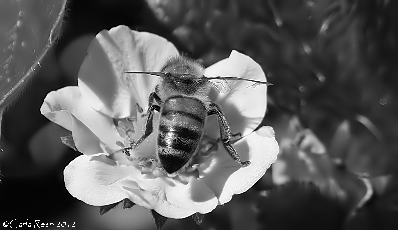 Busy Bee...