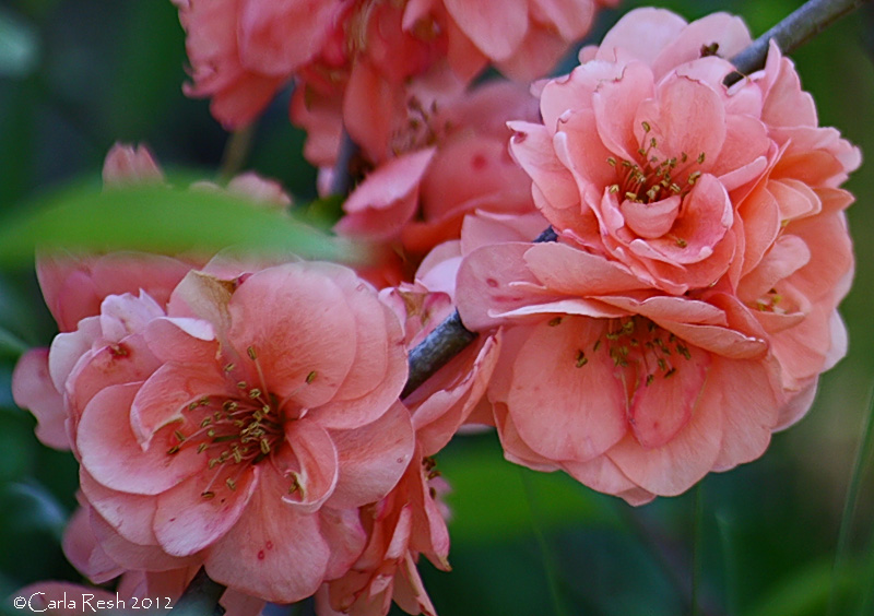 Quince in full bloom