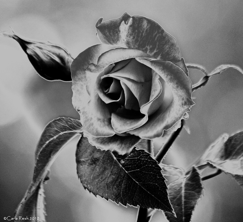 Steel Rose