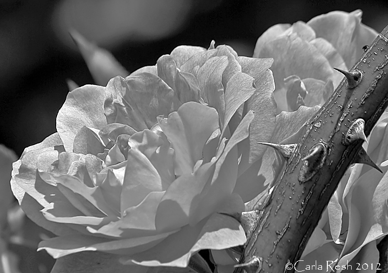 Black and White
