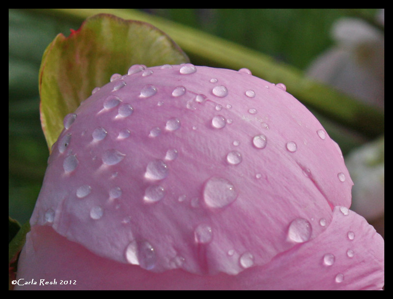 Rain Drops