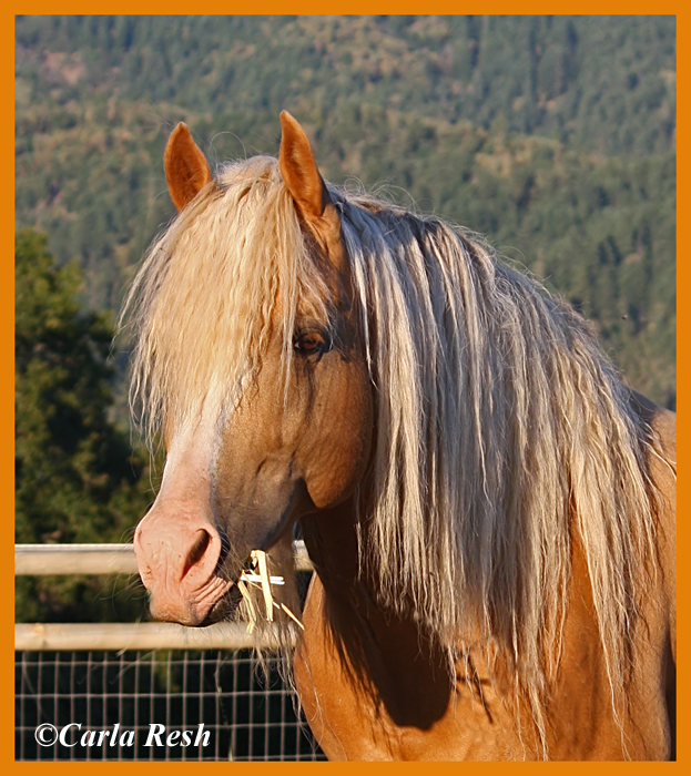 Morgan Stallion