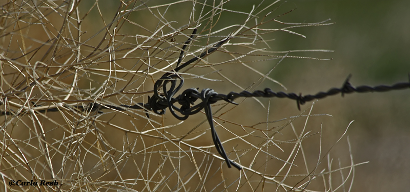 Wire and Tumble Weed