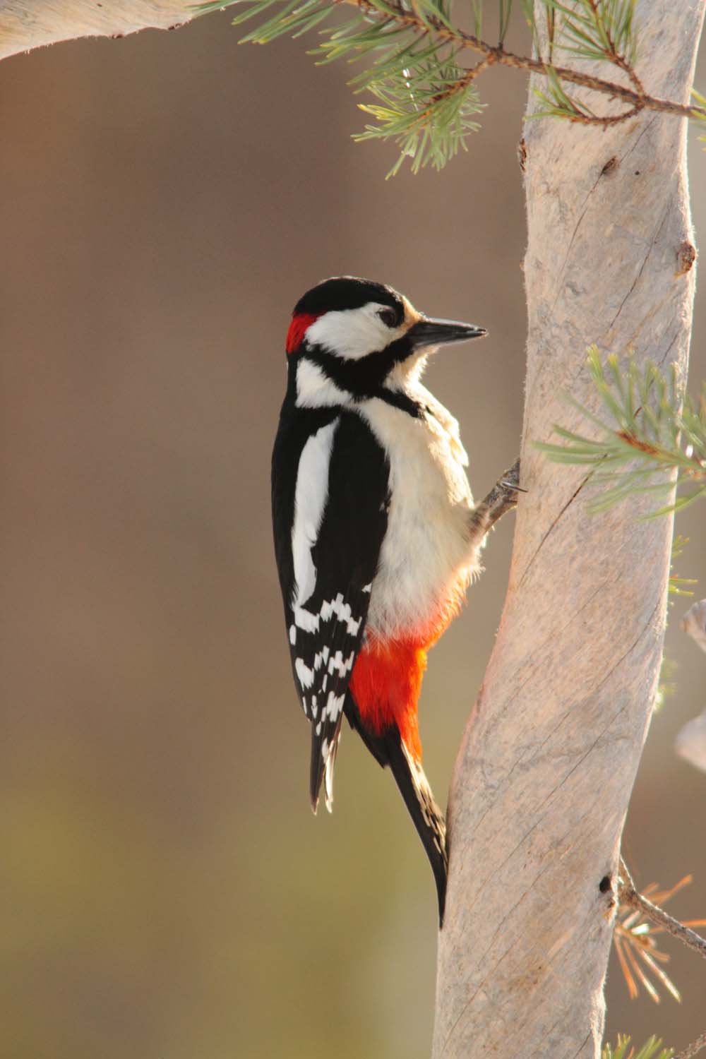 Greet Spotted Woodpecker 3