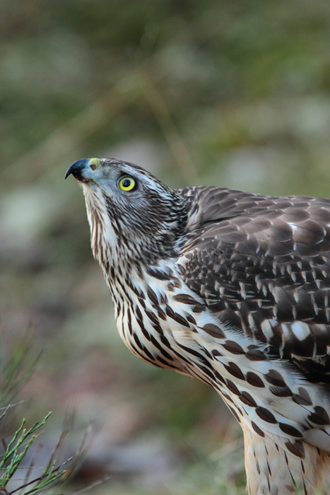 Goshawk 1