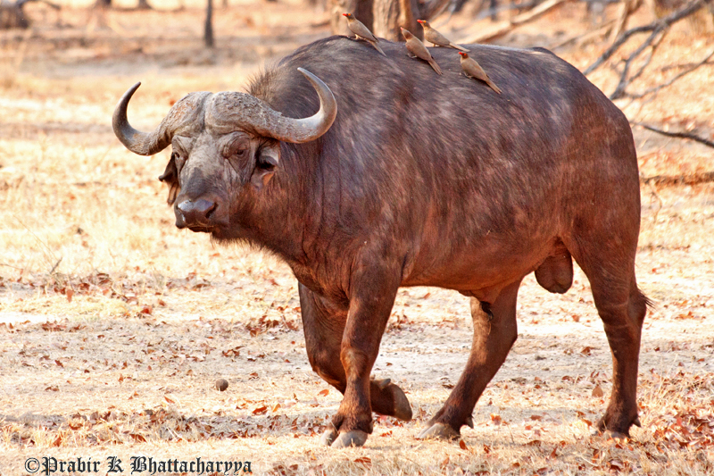 Wild Buffalo at Livingstone