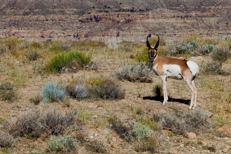 Antilocapra_americana__MG_1876.jpg