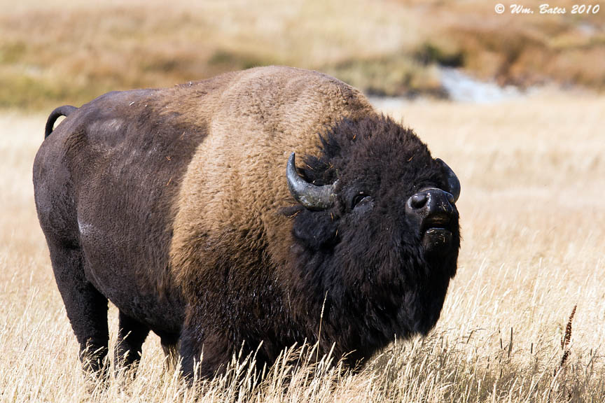 Bison 09_24_10.jpg