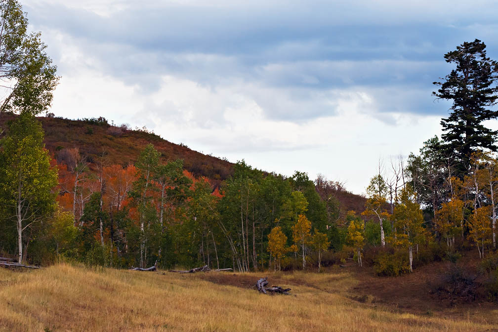 Blue Grouse Country 10_03_10.jpg