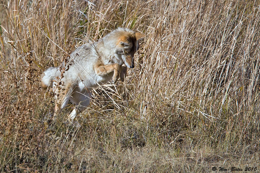coyote mousing 09_25_10.jpg