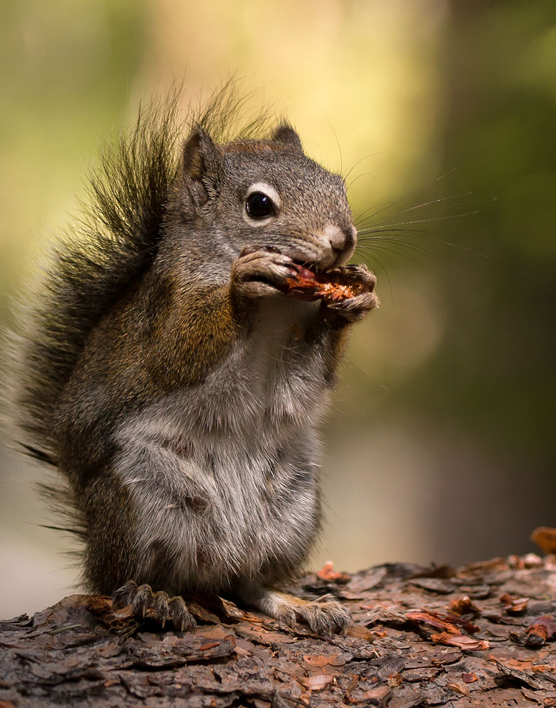 Squirrel 6_23_11.jpg
