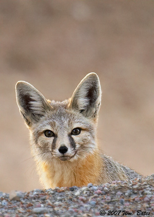 Kit Fox 02_12_07.jpg