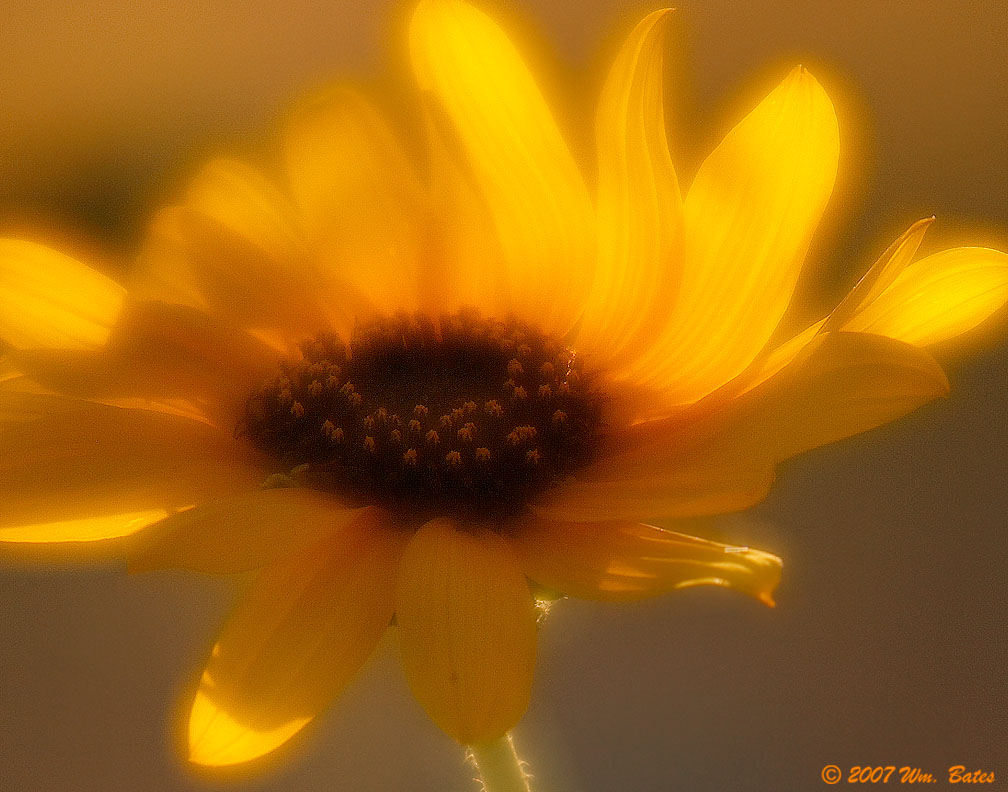 Sunflower 4 08_22_07.jpg