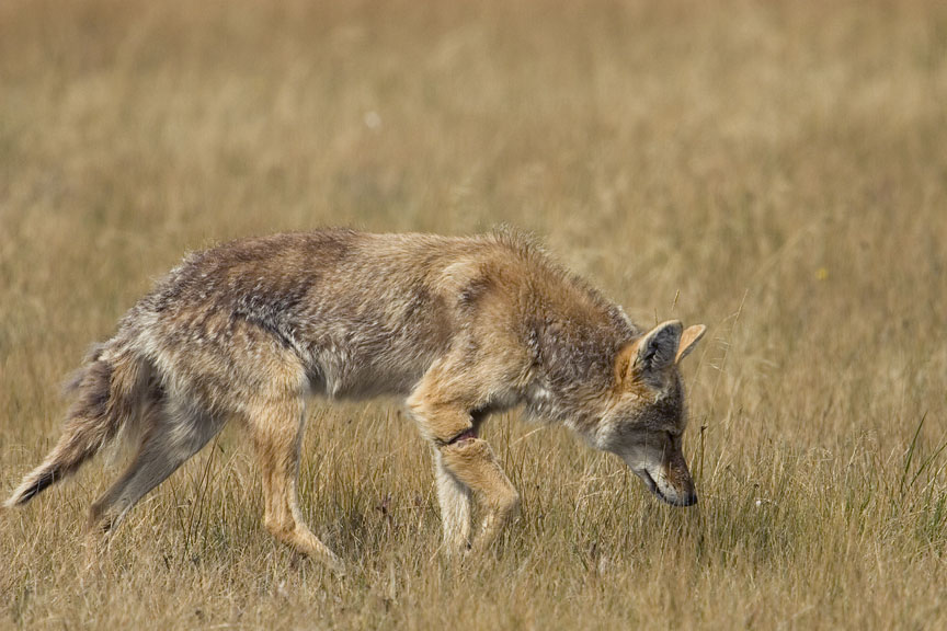 Coyote 09_19_07.jpg