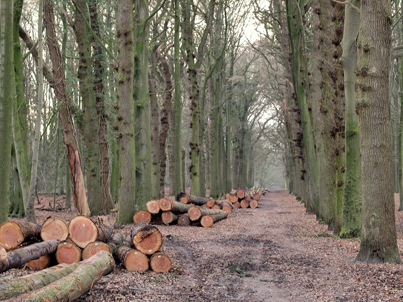 Fallen Trees
