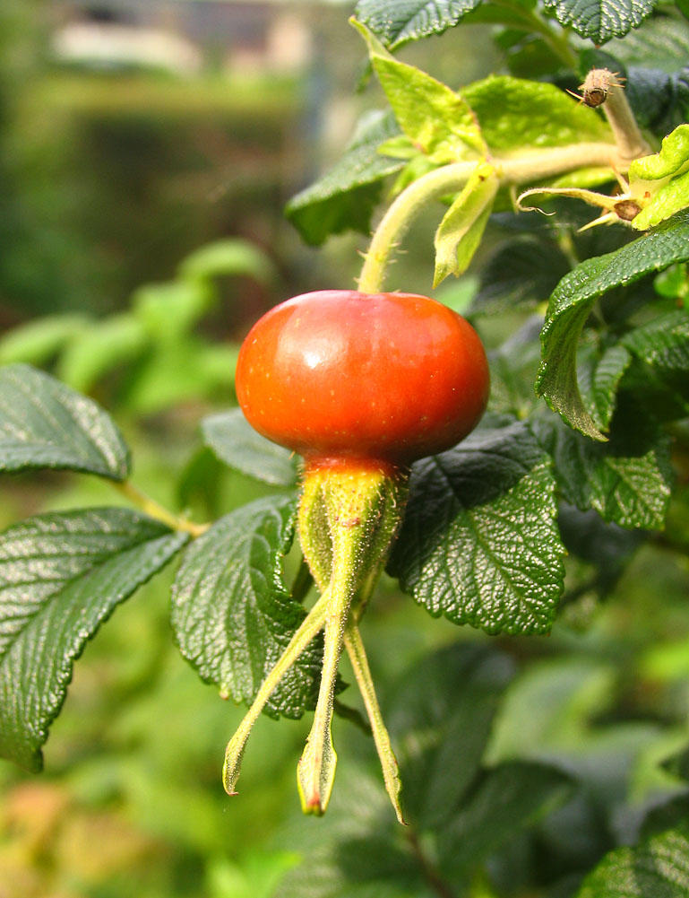 Rose Hip