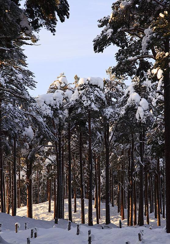 Pine Trees.jpg