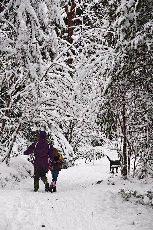 Snowy Path.jpg