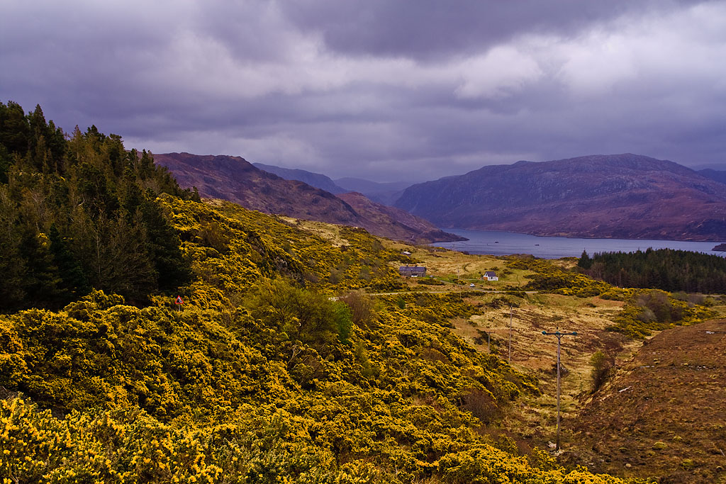 Gorse at Kylesku