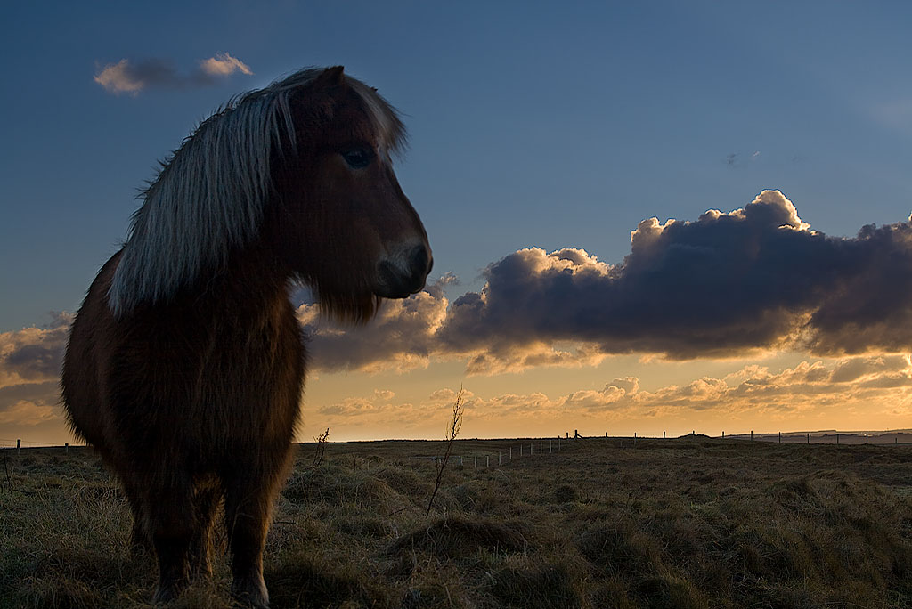 Pony