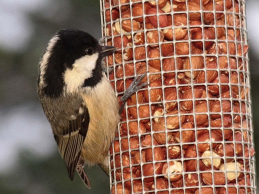 Coal Tit