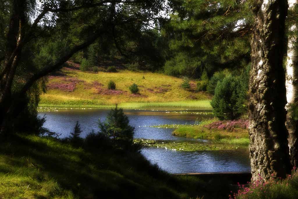 Lily loch