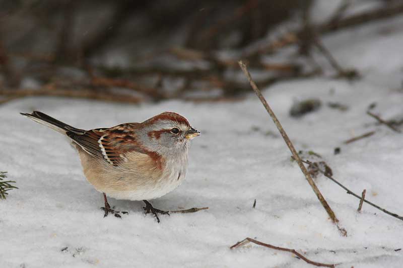 Bruant hudsonien /American Tree Sparrow